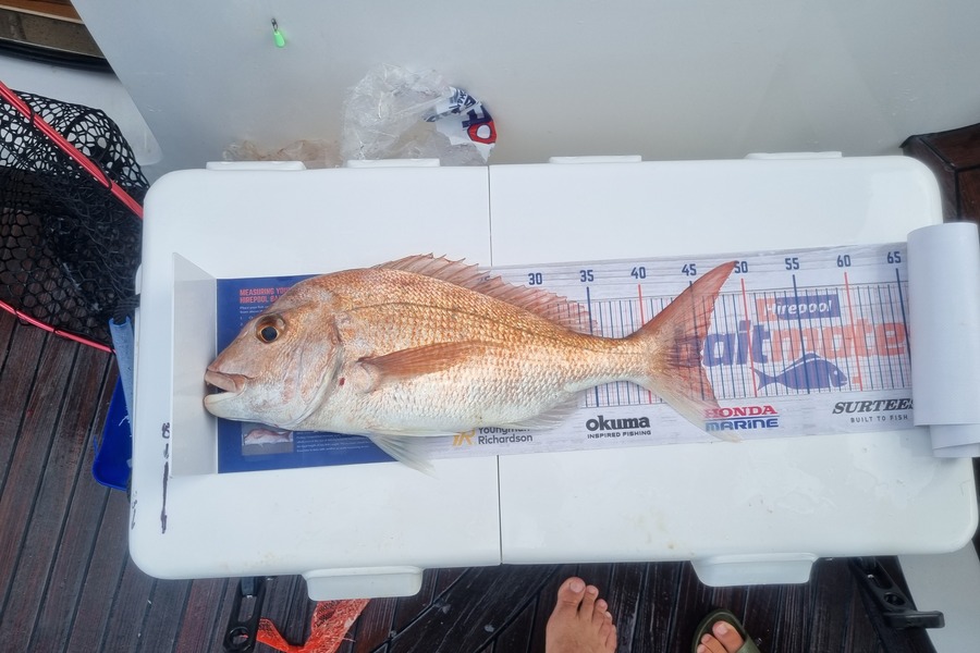 Luke Breingan caught this 45.0cm Snapper at Kawau during The Export NZ Fishing Competition