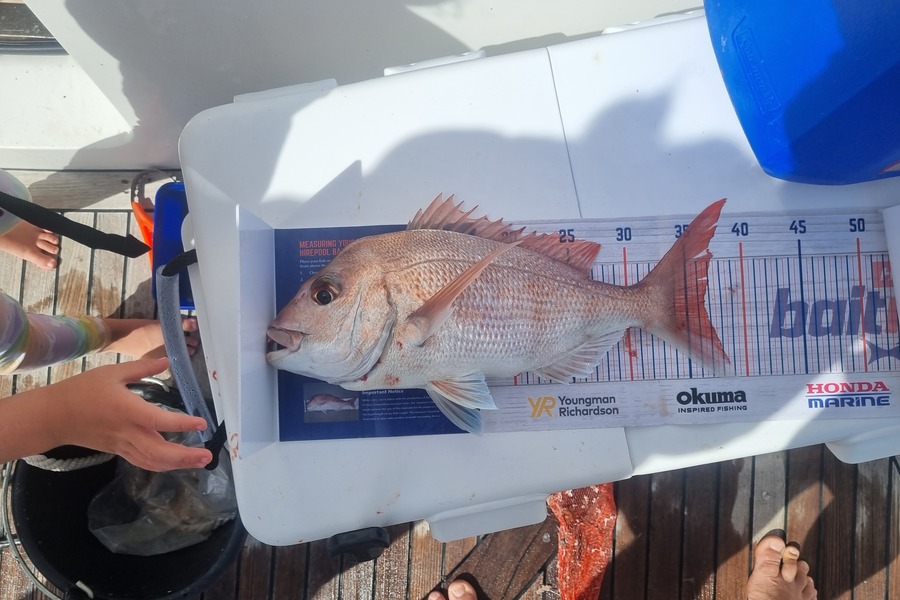 Luke Breingan caught this 36.5cm Snapper at Kawau during The Export NZ Fishing Competition