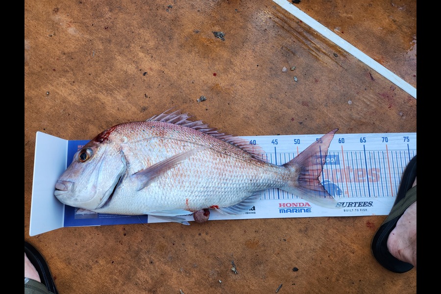 James Fitzgerald caught this 54.0cm Snapper at Oamaru bay during The Export NZ Fishing Competition