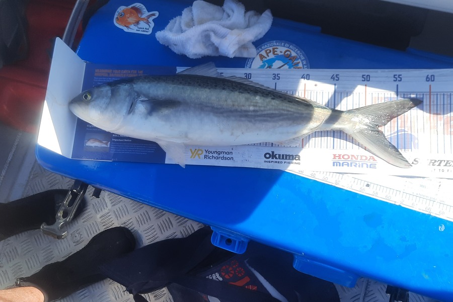 Nick Werner caught this 52.0cm Kahawai at Otaki during The Export NZ Fishing Competition