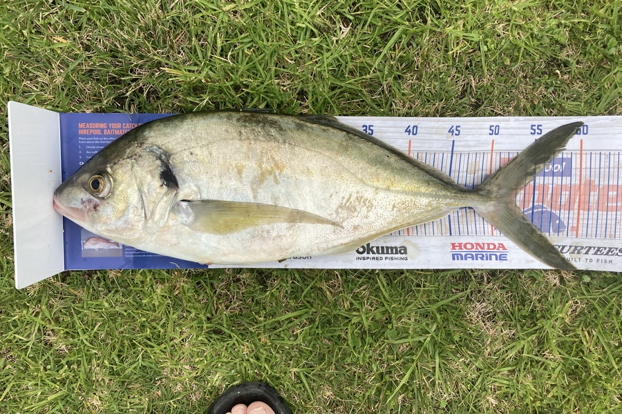 Warren Marr caught this 53.0cm Trevally at Whanganui  during The Export NZ Fishing Competition