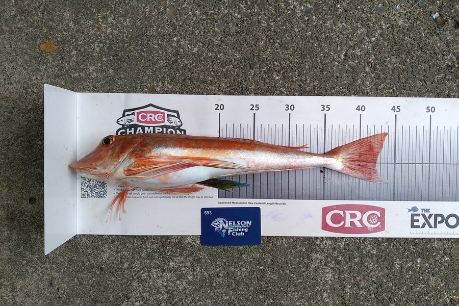 Corey Parsons caught this 42.0cm Gurnard at Tasman Bay during The Export NZ Fishing Competition
