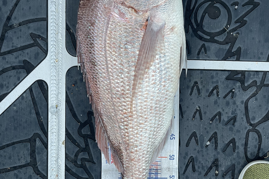 Charles Peters caught this 68.0cm Snapper at Whitianga during The Export NZ Fishing Competition