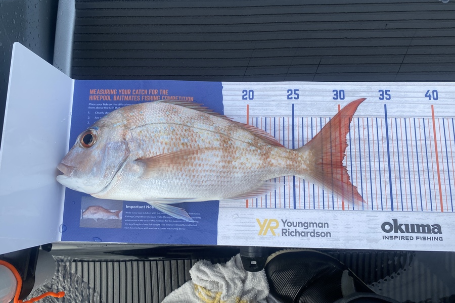 Neels Erasmus caught this 30.0cm Snapper at Kawau  during The Export NZ Fishing Competition