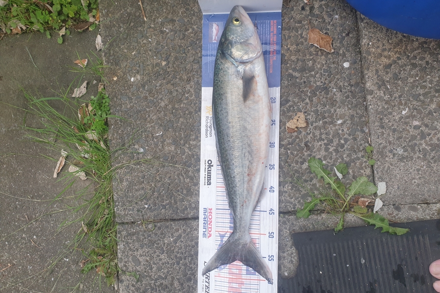 Loretta Ford caught this 55.5cm Kahawai at Omaio during The Export NZ Fishing Competition