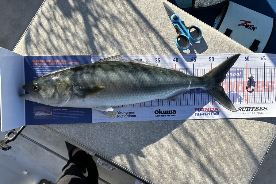 Mitchell Tombleson caught this 52.5cm Kahawai at Motiti island during The Export NZ Fishing Competition
