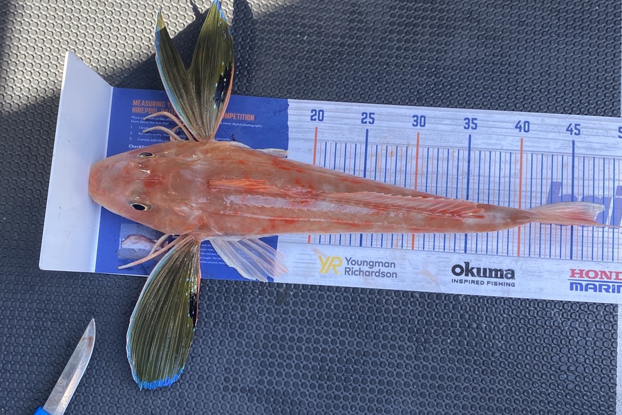 Jayven Moore caught this 46.5cm Gurnard at Kapiti during The Export NZ Fishing Competition