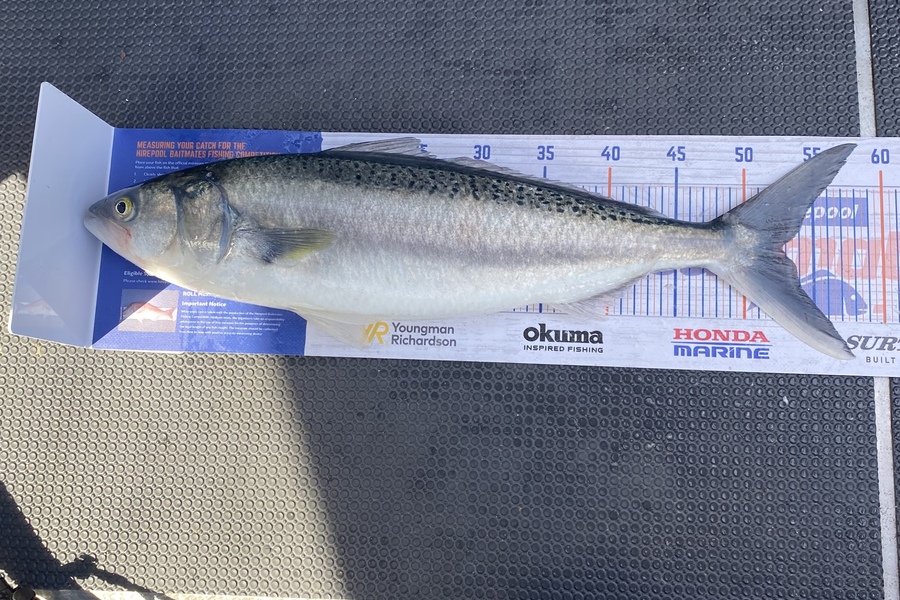 Jayven Moore caught this 52.5cm Kahawai at Kapiti during The Export NZ Fishing Competition