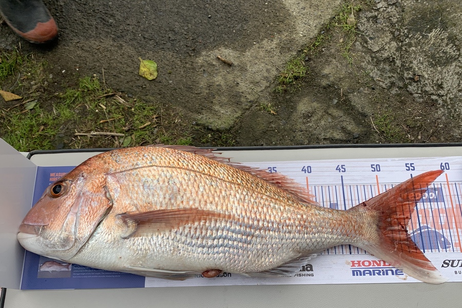 Evan  Cook caught this 53.0cm Snapper at Titahi Bay  during The Export NZ Fishing Competition