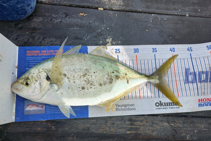 Jon Donaher caught this 37.0cm Trevally at Rangiputa during The Export NZ Fishing Competition