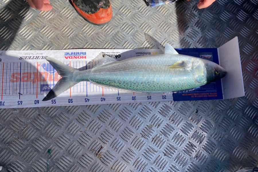 Joshua  Melchers  caught this 52.5cm Kahawai at Papamoa  during The Export NZ Fishing Competition