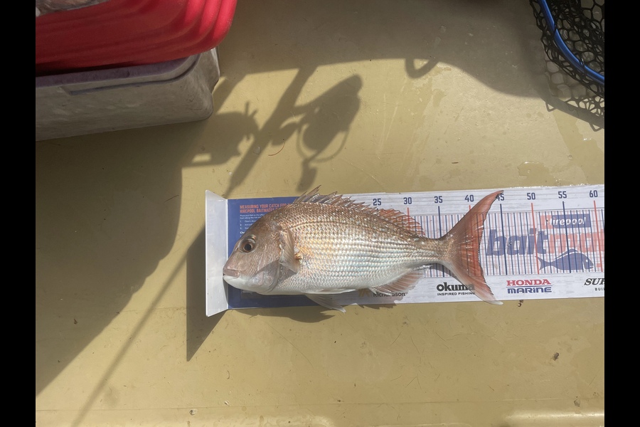 Lee Paetai caught this 40.5cm Snapper at Firth of Thames  during The Export NZ Fishing Competition