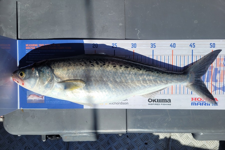 Aaron Knowles caught this 47cm Kahawai at Bay of plenty during The Export NZ Fishing Competition