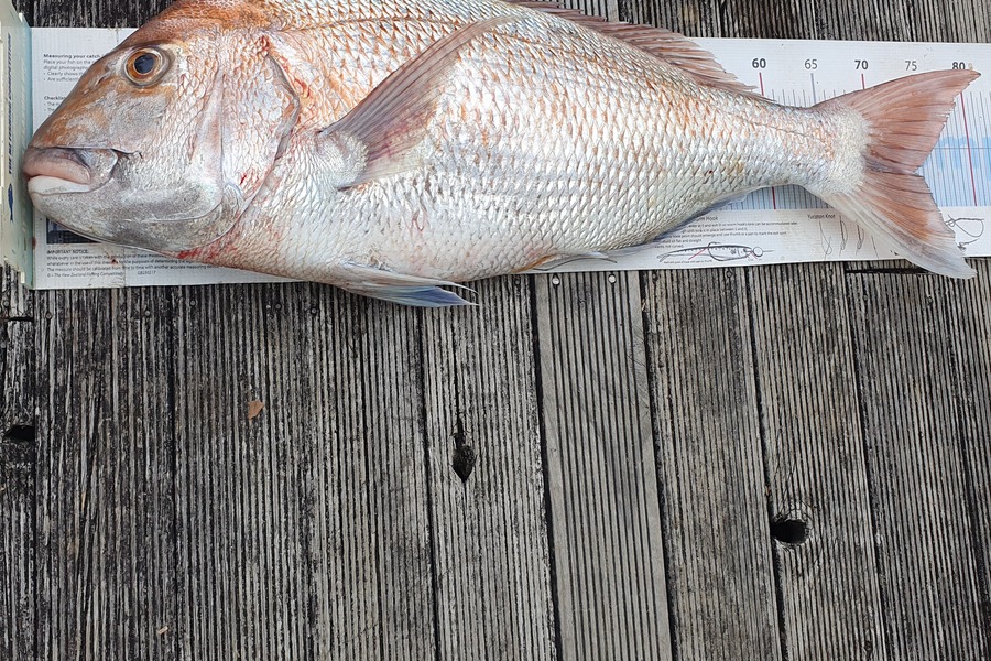 Yolande  Jeffares caught this 74.0cm Snapper at Tasman Bay during The Export NZ Fishing Competition