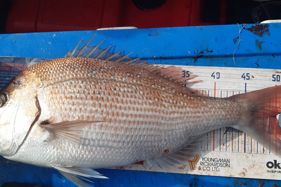 Dan Musson caught this 50.0cm Snapper at Welly sth coast  during The Export NZ Fishing Competition