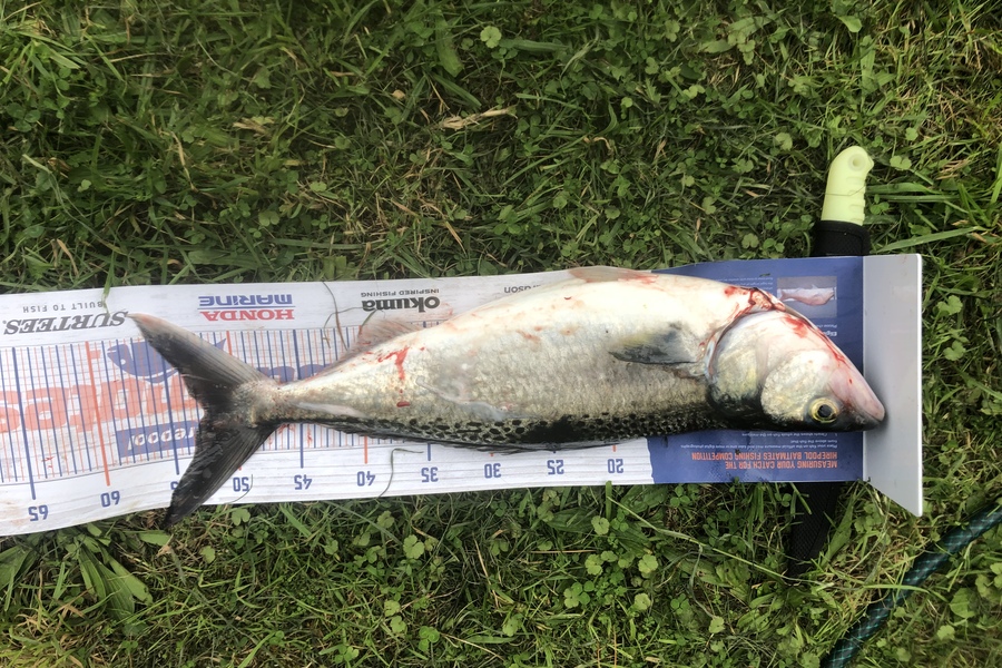 Andy Lash caught this 52.0cm Kahawai at Admiralty Bay during The Export NZ Fishing Competition