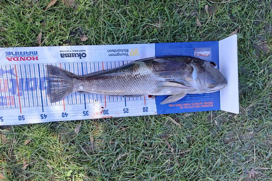 adam Van gelder caught this 43.5cm Blue Cod at Marlborough Sounds  during The Export NZ Fishing Competition