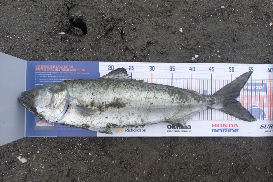 Steve Hefferen caught this 50.5cm Kahawai at West coast rangitiki  during The Export NZ Fishing Competition