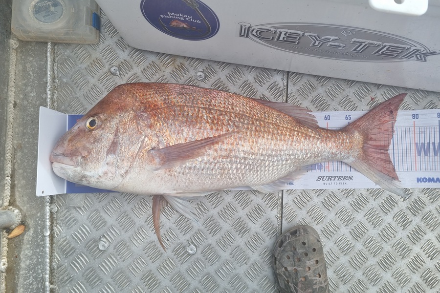kelly russell caught this 73.0cm Snapper at Mokau during The Export NZ Fishing Competition