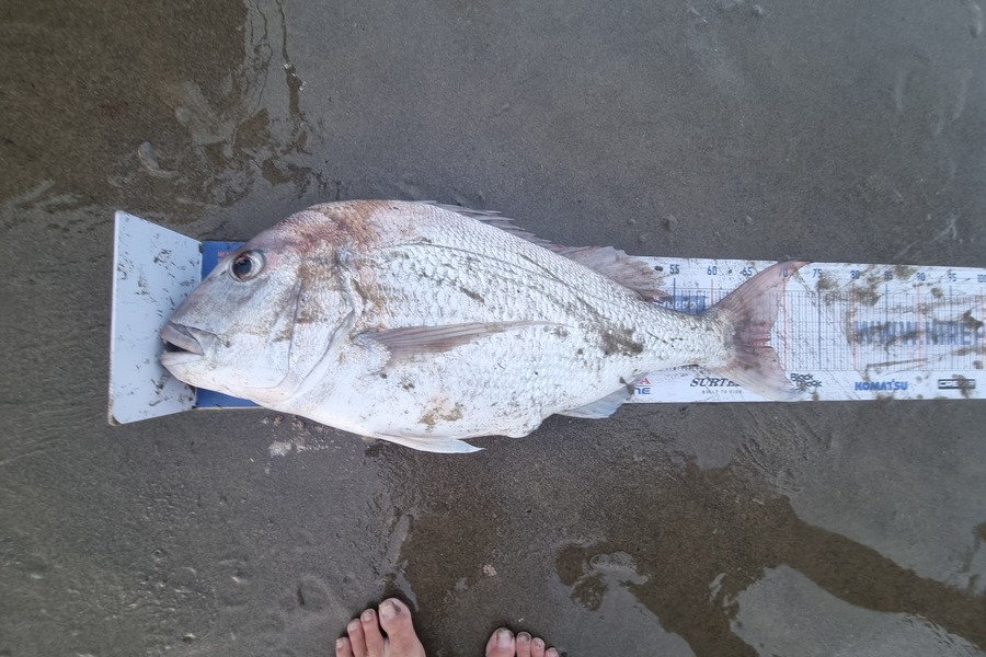 Jayden Emtage caught this 68.0cm Snapper at glinks gully during The Export NZ Fishing Competition