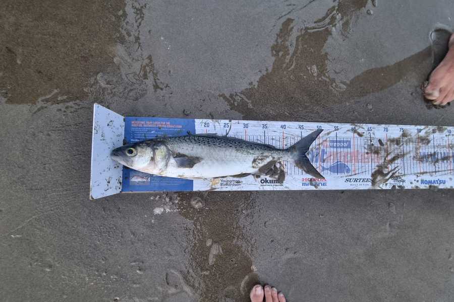 Clinton Emtage caught this 45.5cm Kahawai at Glinks gully during The Export NZ Fishing Competition