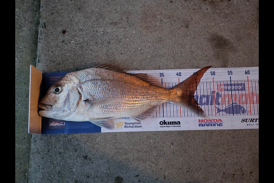 Nigel Shaw caught this 44.0cm Snapper at Matata during The Export NZ Fishing Competition