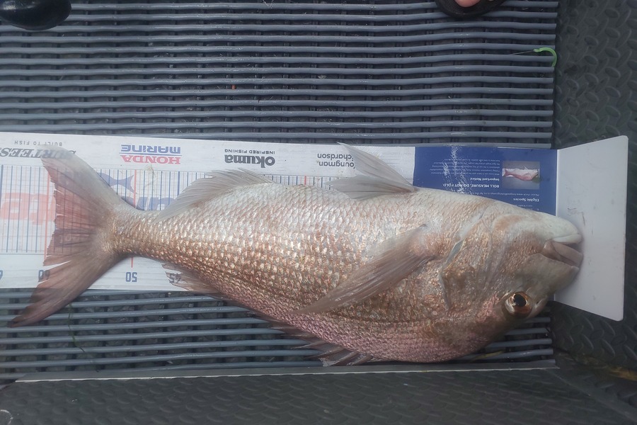 Jacques Swart caught this 59.0cm Snapper at Rangiputa during The Export NZ Fishing Competition