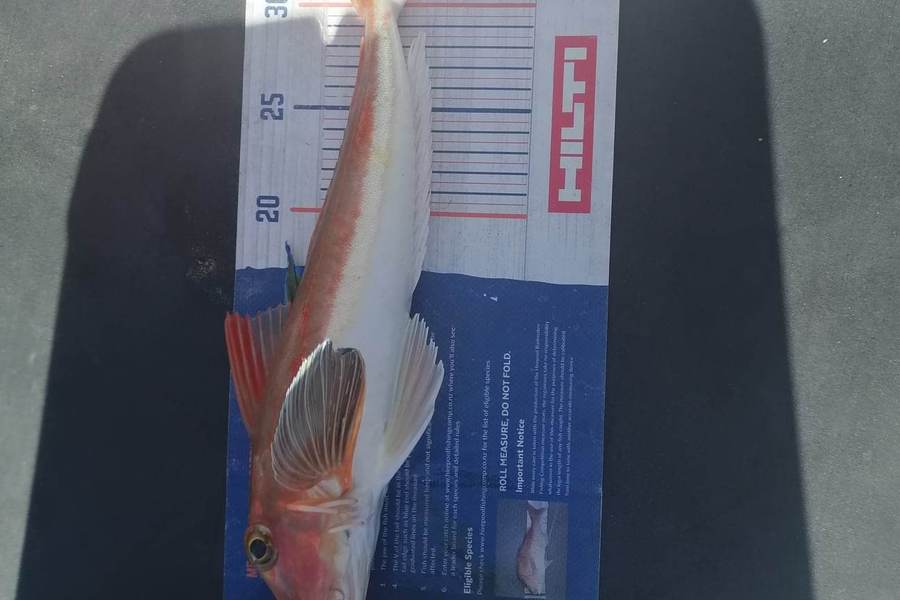 Marisa Andrews caught this 35.0cm Gurnard at Wellington Harbour during The Export NZ Fishing Competition