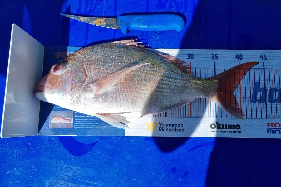 Matt Murray caught this 38.5cm Snapper at Mana, kapiti during The Export NZ Fishing Competition