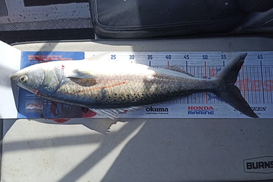 Duncan Pringle caught this 57.5cm Kahawai at Wellington West  during The Export NZ Fishing Competition