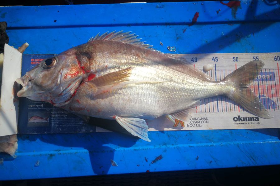 Leigh Page caught this 52.5cm Tarakihi at Wellington south coast during The Export NZ Fishing Competition