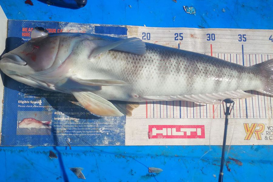 Leigh Page caught this 43.0cm Blue Cod at Wellington south coast during The Export NZ Fishing Competition