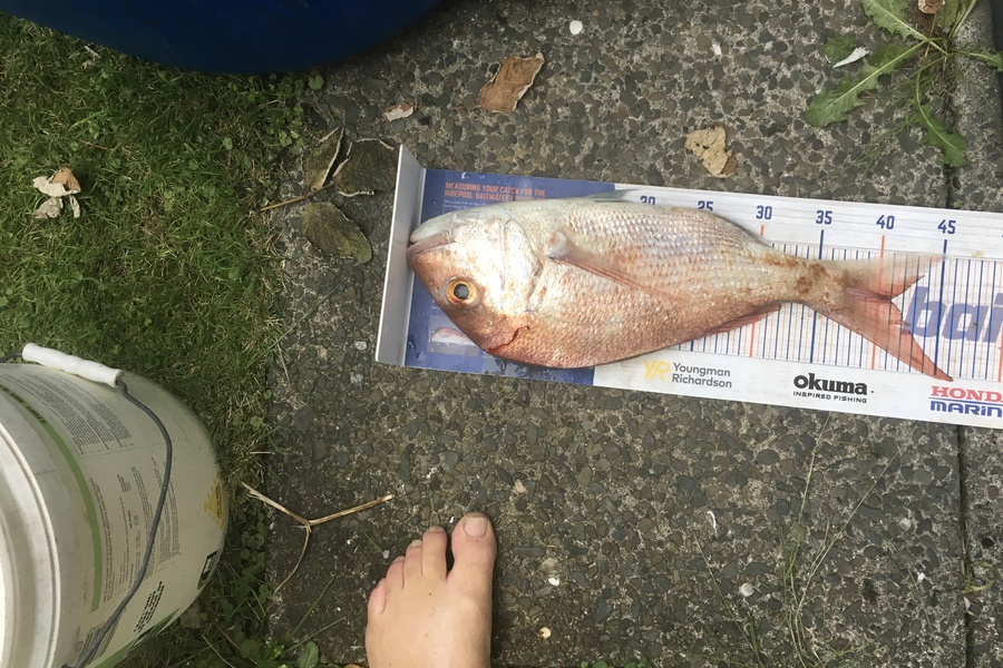 Tony Dodson caught this 40.0cm Snapper at Omaio  during The Export NZ Fishing Competition