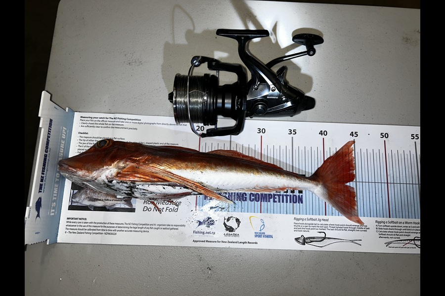 Anthony Whittaker caught this 43.5cm Gurnard at Ohawe during The Export NZ Fishing Competition