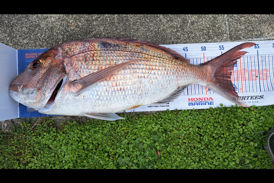 Brian Farley caught this 57.0cm Snapper at New-plymouth  during The Export NZ Fishing Competition