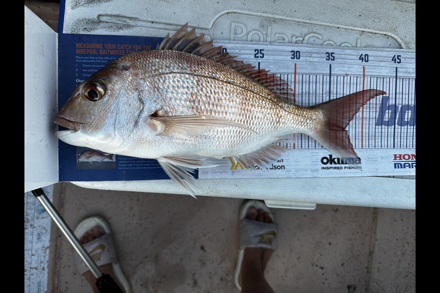 Chevon Hunapo Love caught this 37cm Snapper at Thames during The Export NZ Fishing Competition