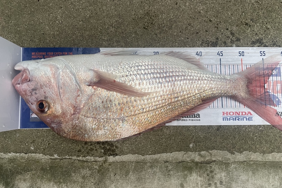 Michael Truong caught this 55.0cm Snapper at Tauranga  during The Export NZ Fishing Competition