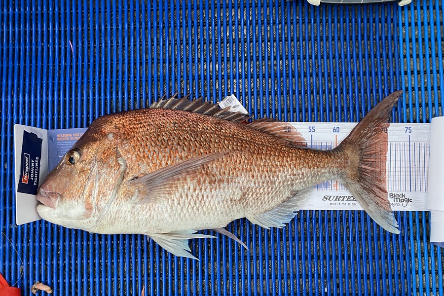 Johnny Huynen caught this 70.0cm Snapper at Mana during The Export NZ Fishing Competition