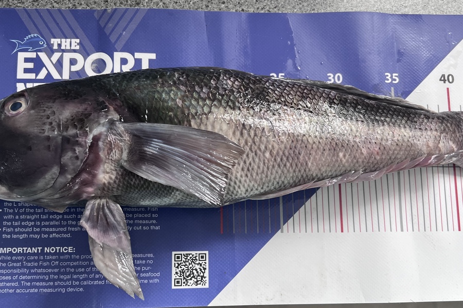 Reynaldo Mamacos caught this 47.0cm Blue Cod at Makara during The Export NZ Fishing Competition