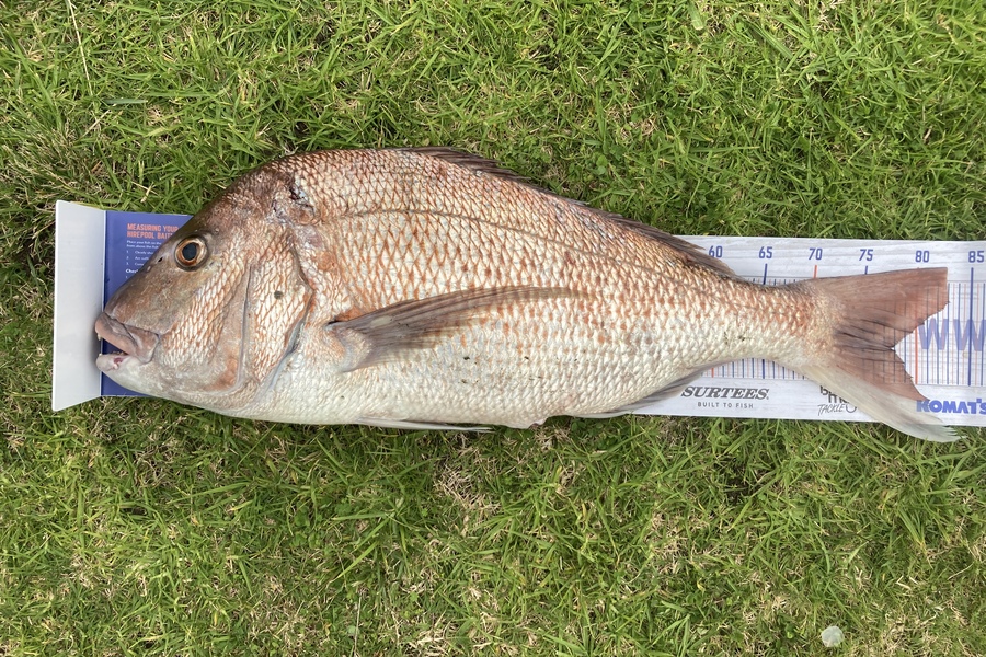 Warren Marr caught this 77.5cm Snapper at Whanganui  during The Export NZ Fishing Competition