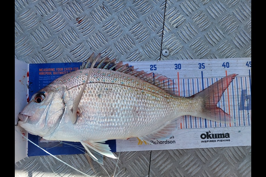 Jodie Walker caught this 37.5cm Snapper at Wellington harbour during The Export NZ Fishing Competition