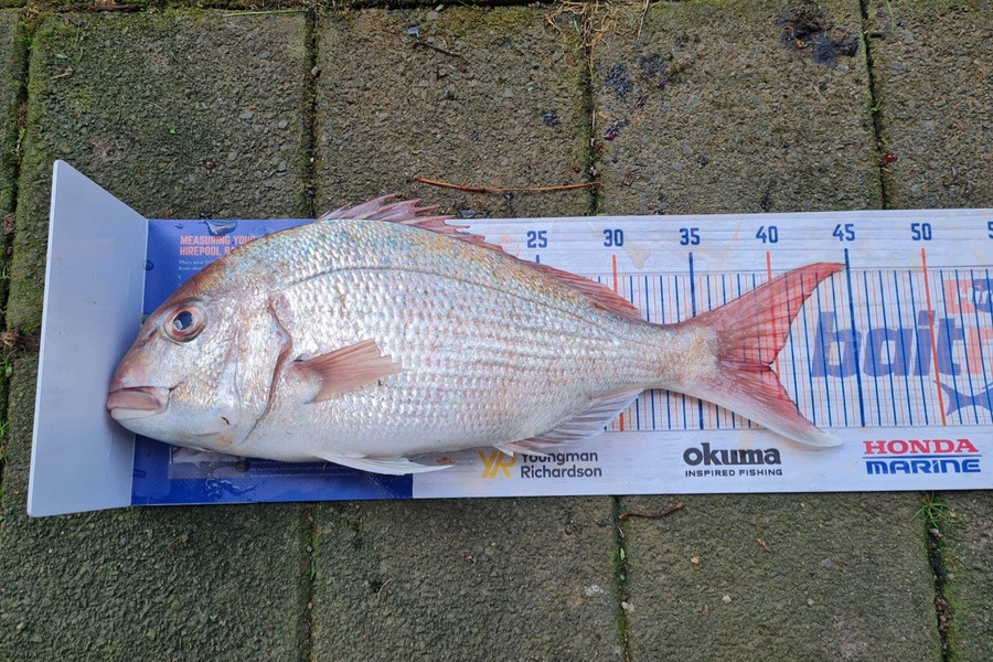 Stacey Bell caught this 39.5cm Snapper at Kereta  during The Export NZ Fishing Competition