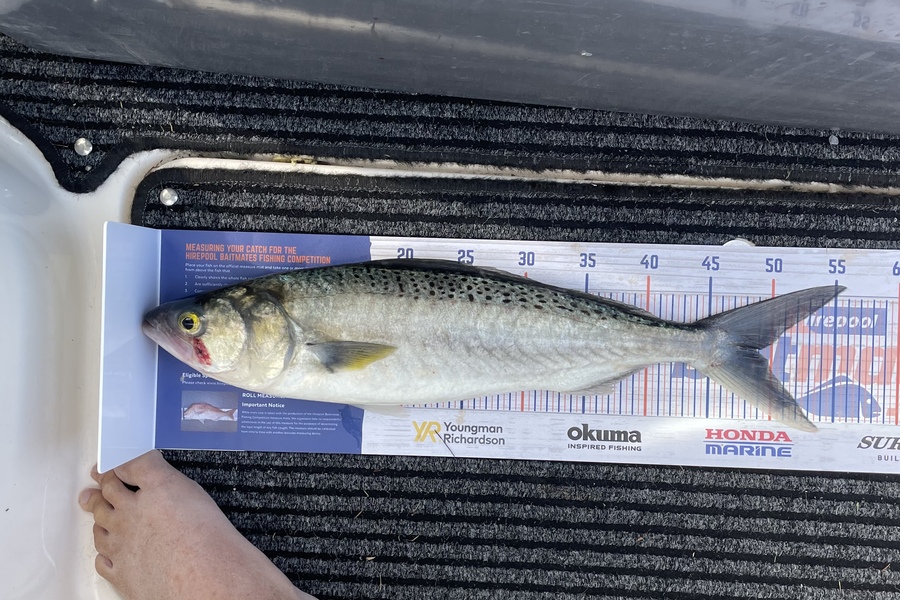 Mark Rouse caught this 48.5cm Kahawai at Kaipara harbour during The Export NZ Fishing Competition
