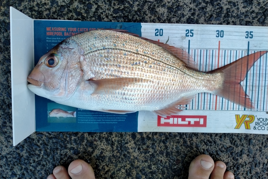 Andrew Cornelder caught this 34.0cm Snapper at Tauranga  during The Export NZ Fishing Competition