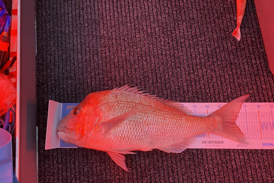 Dan Govier caught this 70.5cm Snapper at Tasman Bay during The Export NZ Fishing Competition