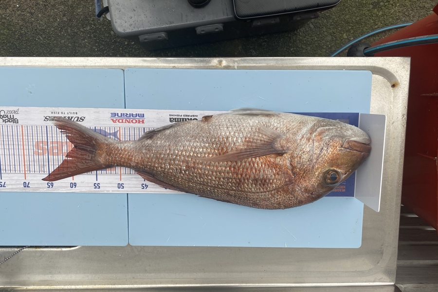 Scott Marriott caught this 59.0cm Snapper at Mana during The Export NZ Fishing Competition