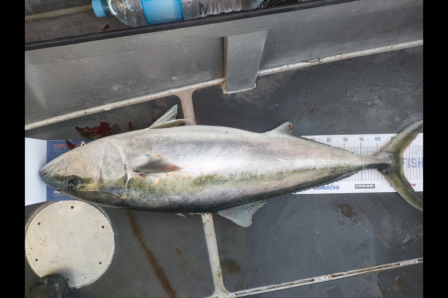 Nathan Lynn Watts caught this 108.0cm Kingfish at Wellington during The Export NZ Fishing Competition