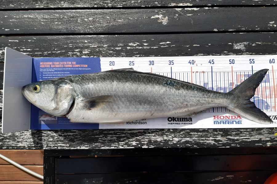 Geoffrey Anderson caught this 53cm Kahawai at Kairaki during The Export NZ Fishing Competition