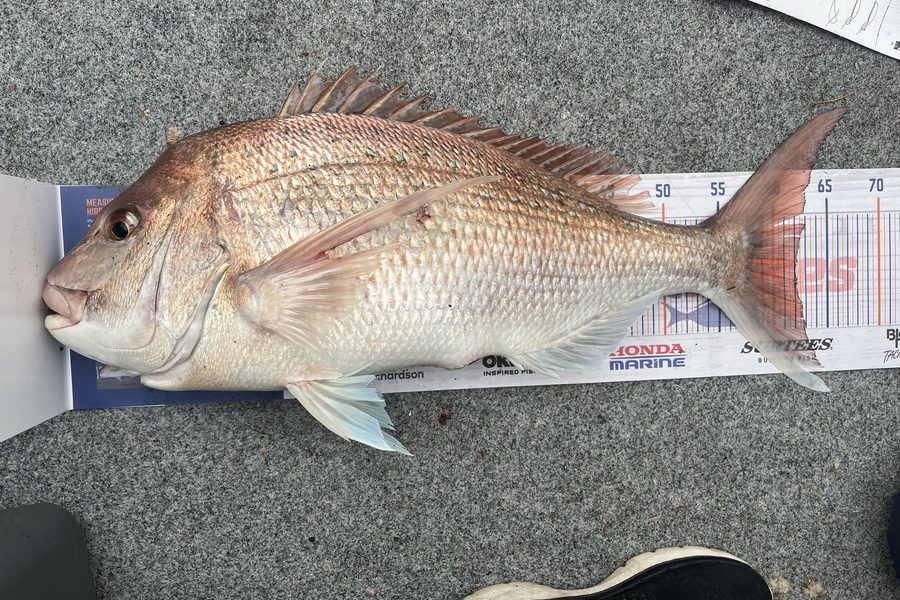 Shannon Lamb caught this 62.0cm Snapper at Tasman Bay during The Export NZ Fishing Competition