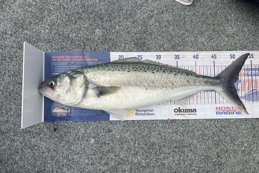 Lisa Lamb caught this 50.0cm Kahawai at Tasman Bay during The Export NZ Fishing Competition